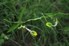 Ceropegia hirsuta